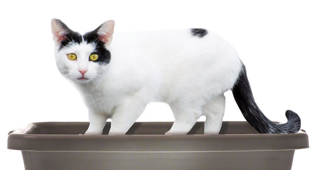 Why cats pee outside the litter box – Medical vs. Behavioral