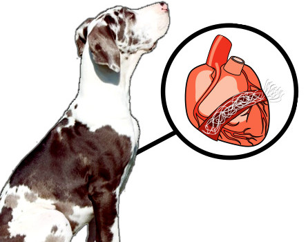 Heartworms in Dogs: How to protect your pup!