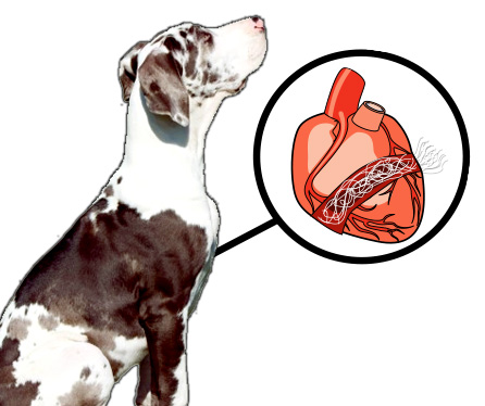Can Humans Get Heartworm From Their Dog