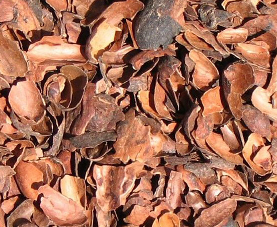 Are wood chips poisonous to dogs