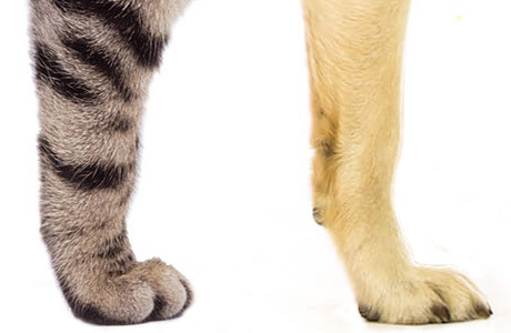 Why Don’t Dogs Use Their Claws (and cats do?)
