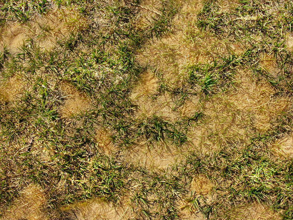 Dead patches on grass from dog urine