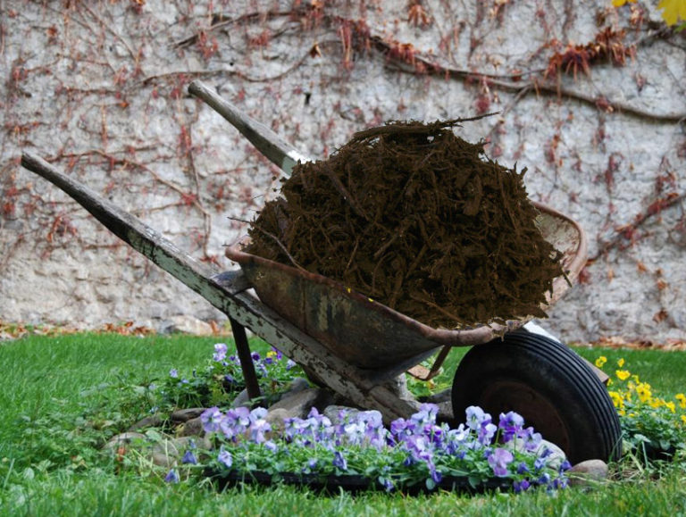 Is there a perfect type of mulch for a dog?
