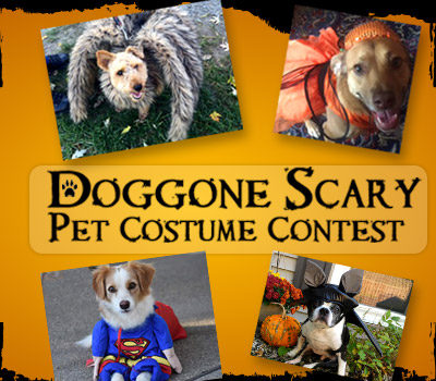 DOGGONE SCARY Online Pet Costume Contest | 2017