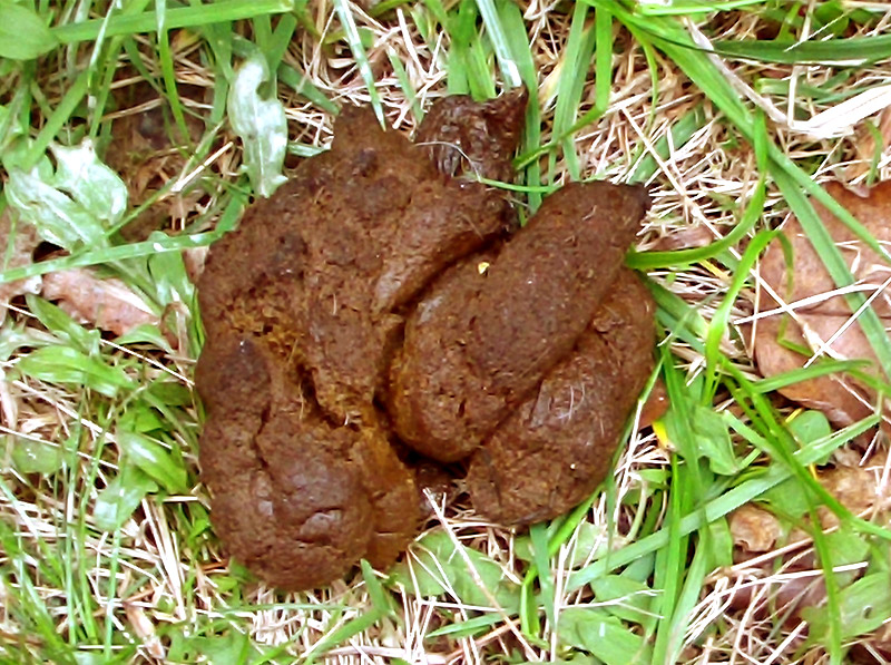 hookworm in dog poop