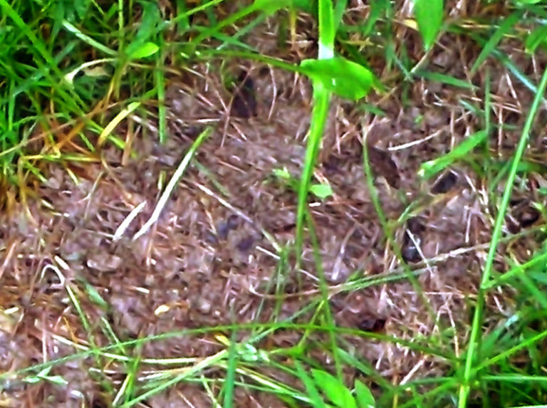 How long does it take dog waste to