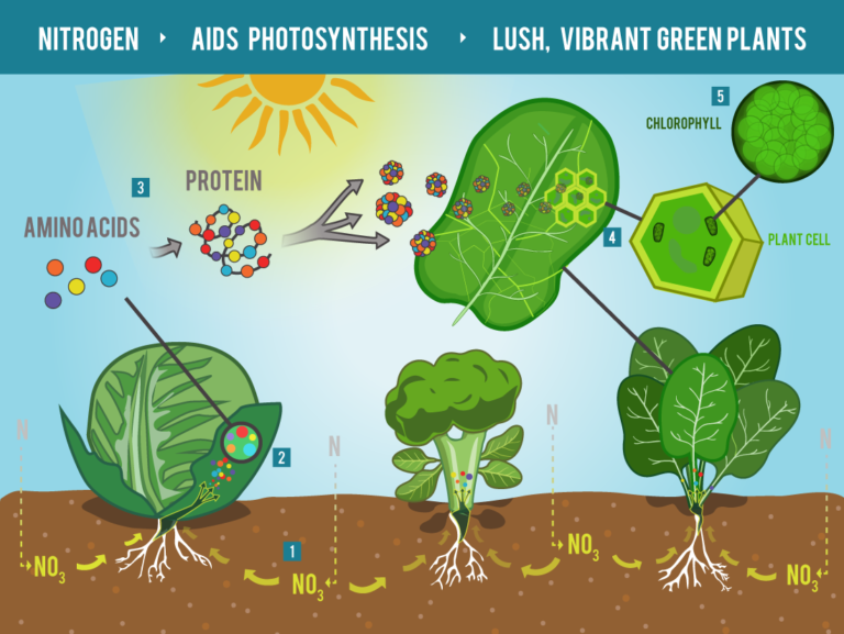 Nitrogen Aids Photosynthesis, Leads to Lush Green Plants Pet Poo Skiddoo