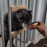 DIY Make a Cat Door in a Safety Gate That Small Dogs Can't Go Through