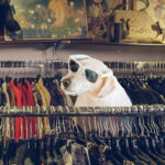 Shop Local Thrift Stores Run By Animal Shelters in Asheville & Hendersonville