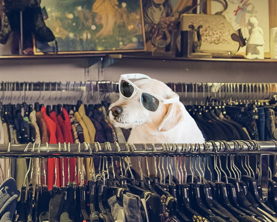 Shop Local Thrift Stores Run By Animal Shelters in Asheville